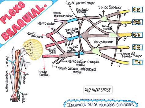 Pin En Plexos