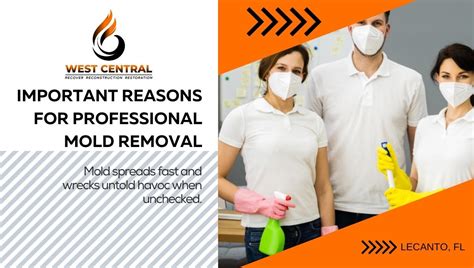 Important Reasons For Professional Mold Removal West Central