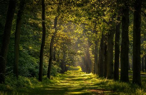 Nature Trees Sunlight Plants Path Grass Alone Wallpapers Hd