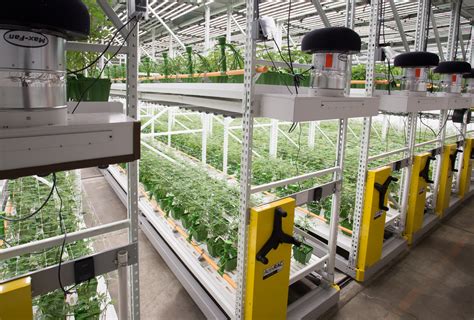 Commercial Vertical Grow Systems For Cannabis