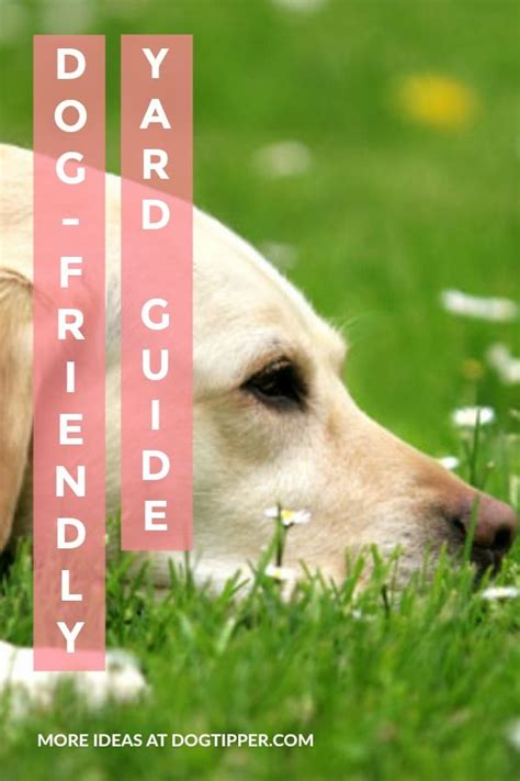 Create A Dog Friendly Backyard The Ultimate Guide To Creating A Safe