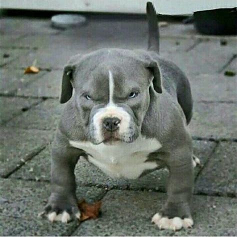 angery pitbullpuppies bully breeds dogs cute baby