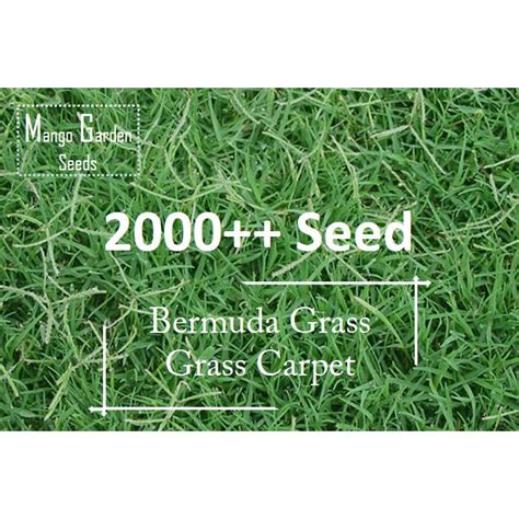 100pack 2000pcs Tall Fescue Green Grass Seed Festuca Arundinacea Lawn