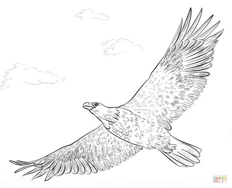 Download printable bald eagle pictures. Bald Eagle in Flight coloring page | Free Printable ...