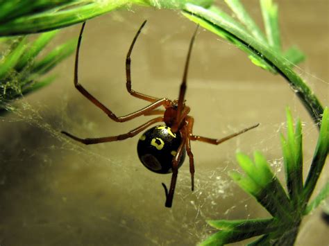 Latrodectus Bishopi Red Widow Spider Tj Petrowski Flickr