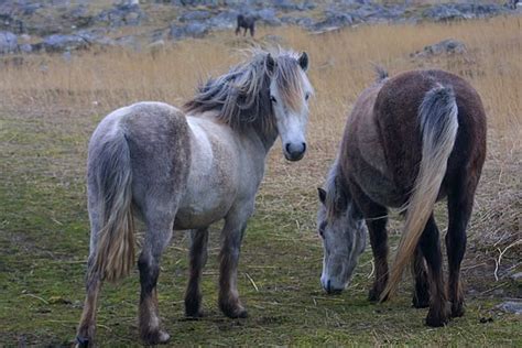Eriskay Pictures Video And Information Horses Horse Breeds Pony