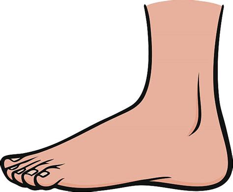 Cartoon Of The Ankle Support Illustrations Royalty Free Vector