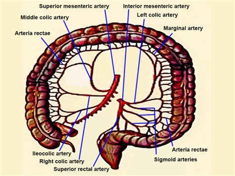 Figure Colon Arteries Colon Arteries Include Statpearls Ncbi
