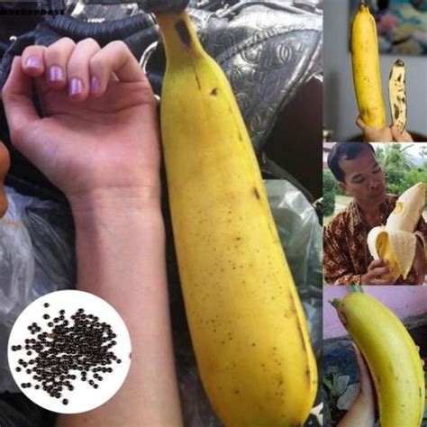 Rare Giant Banana Seeds Fruit Trees Bonsai Home Garden Planting Ll