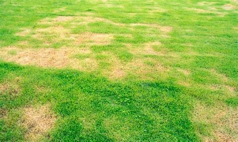 The Ultimate Guide To Lawn Fungus Types Symptoms And Treatment
