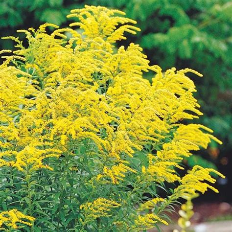 Fall Wouldnt Be Fall Without The Cheery Yellow Flowers Of Goldenrod