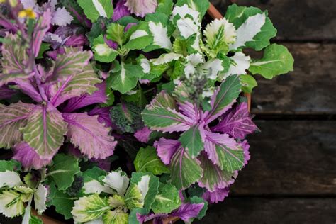 Ornamental Cabbage Or Kale Plant Care And Growing Guide