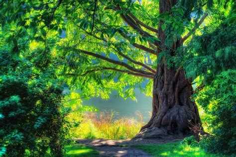 Found On Bing From W Nature Images Forest Scenery Landscape