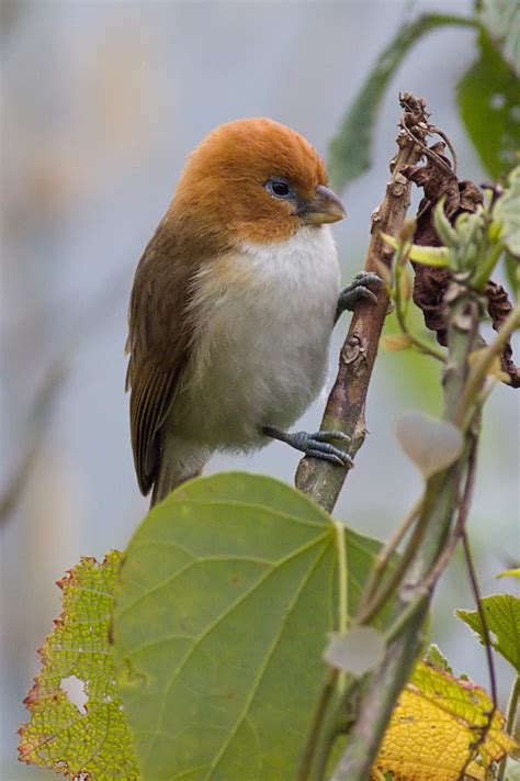 Greater Rufous Headed Parrotbill Paradoxornis Ruficeps Photo Garry