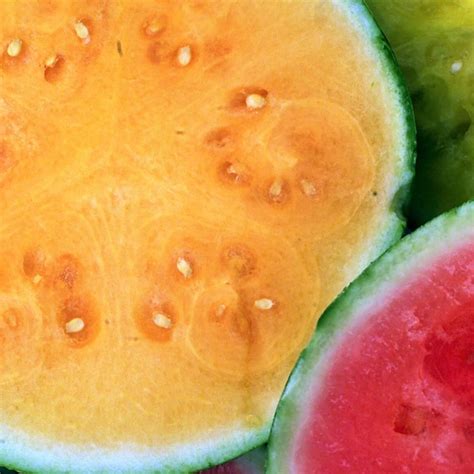 Tendersweet Orange Watermelon Seeds Non Gmo Heirloom Etsy