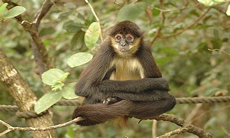Hidden in the thick forest are amazing animals. Tropical Rainforest Animals - WorldAtlas.com
