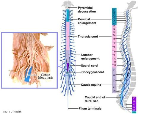 Neuroanatomy Online Lab 4 External And Internal Anatomy Of The