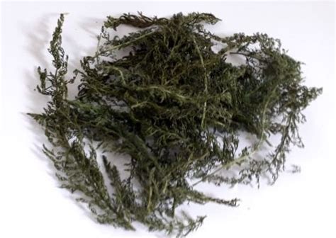 Check spelling or type a new query. Dried Yarrow Leaves - Orchards Near Me