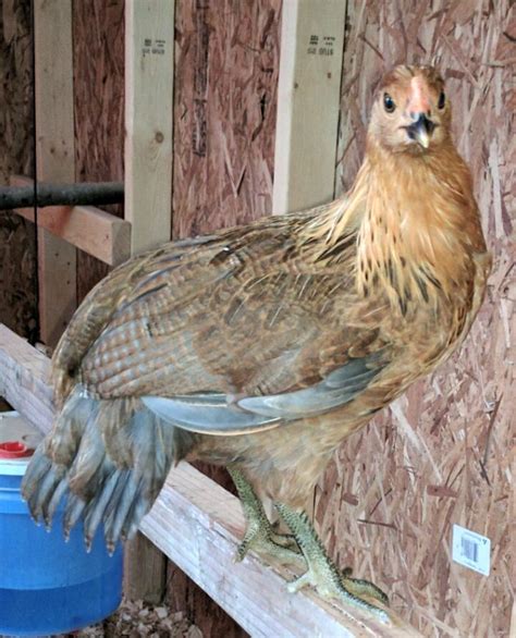 Differences EE Ameraucana Araucana Pls Post Pics Page BackYard Chickens Learn