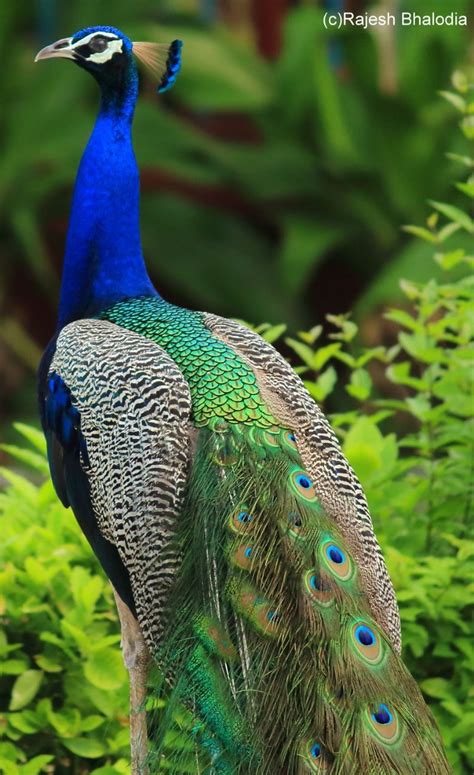 Indian Peacock Pic By Dr Rajesh B From Gujarat Peacock Images