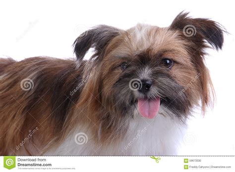 Puppy Smile At Camera Stock Photo Image Of Handsome 59673330