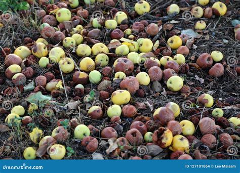 Falling Fruits Of Wild Pears And Apples Stock Photo Image Of Fresh