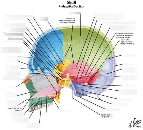 Skull Midsagittal Section Diagram Quizlet