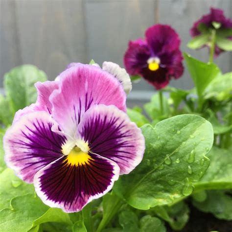 Pansies And Violas Our Edible Flowers The Flower Deli