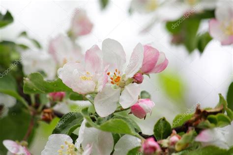 Apple Blossom — Stock Photo © Wir0man 1083734