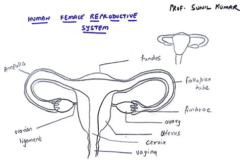 Prof Sunil Kumar S Addabiology Easy Way To Draw Female Reproductive System