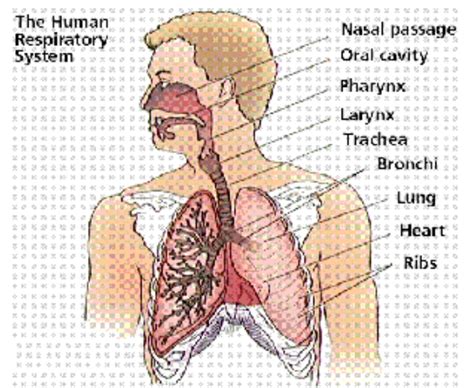 Sistem Respirasi Manusia Dan Contoh Gangguan Fungsi Yang Dapat Terjadi