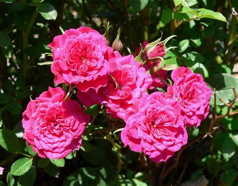 Growing A Miniature Rose Bush Outdoors