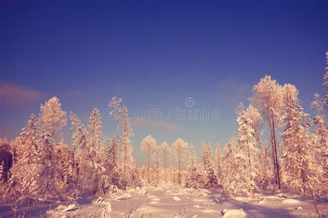 Winter Sunset In The Forest Stock Photo Image Of Evening Colorful