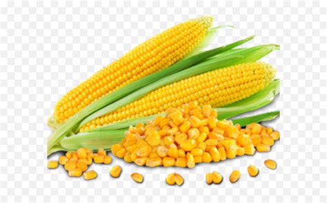 Corn Png Corn Png Transparent Images Maize Grain Clipart Images Of Go