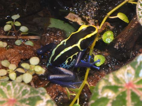 The Online Zoo Dyeing Poison Dart Frog