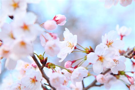 Plum Blossom Chinas National Flower Flower Ting Ideas By