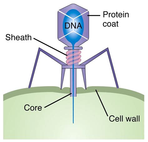 The lambda variant is becoming dominant in parts of south america, here's what we know about it the lambda variant, or c.37 as the lineage has been designated, has been spreading rapidly in. Bacteriophage