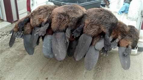 Best Spring Beaver Trapping Video Ever 330 Conibears And Snares Youtube