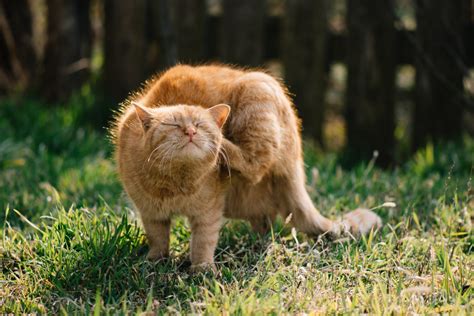 Urticaria Bij Katten Oorzaken Symptomen En Behandelingen Kattentuin