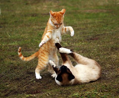 Free Download Two Cats Fighting Cat Red Mackerel Tabby Kitten Red