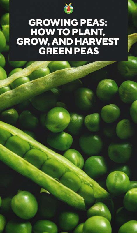Best eaten raw and straight off the plant before their natural sugars turn to starch and lose their sweet flavour. Growing Peas: How to Plant, Grow, and Harvest Green Peas