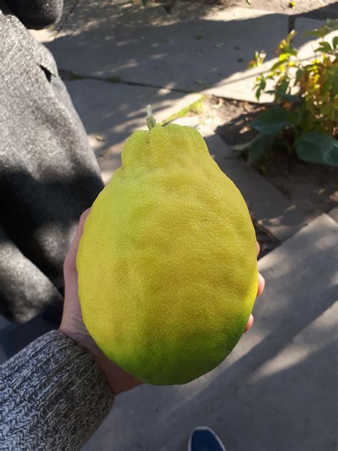 That's a big lemon : mildlyinteresting