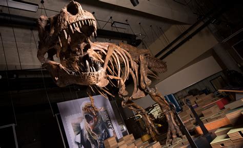 Meet Scotty Worlds Largest Specimen Of Tyrannosaurus Rex Scinews