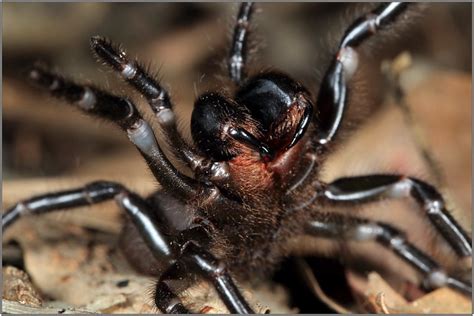 They are found in north america, south america, and australia, and their webs have wide mouths. Sydney funnel web spider | Flickr - Photo Sharing!