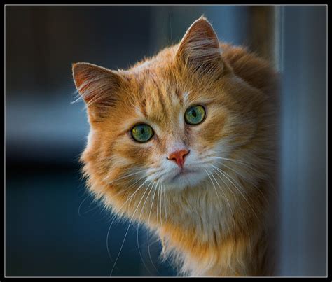 Фото Рыжий кот с зелеными глазами фотограф Redonis