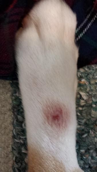 My Dog Has A Red Spot On His Paw Dog Forum