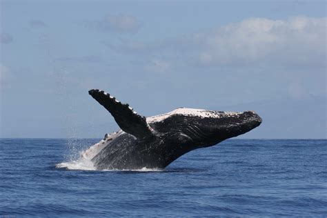 Visit Hawaiian Islands Humpback Whale National Marine Sanctuary