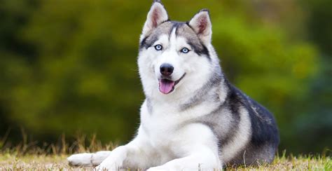 Siberian Husky Breed Information The Ultimate Guide Breed Advisors