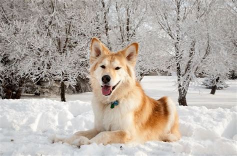 Golden Retriever Husky Mix Commonly Known As “the Goberian” Is A