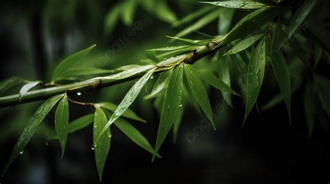 Bamboo Leaves Covered By Drops Of Rain Background Bamboo Leaves Hd